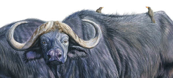 wildlife painting african buffalos