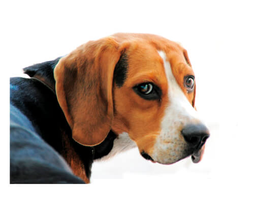 dog portrait : Beagle