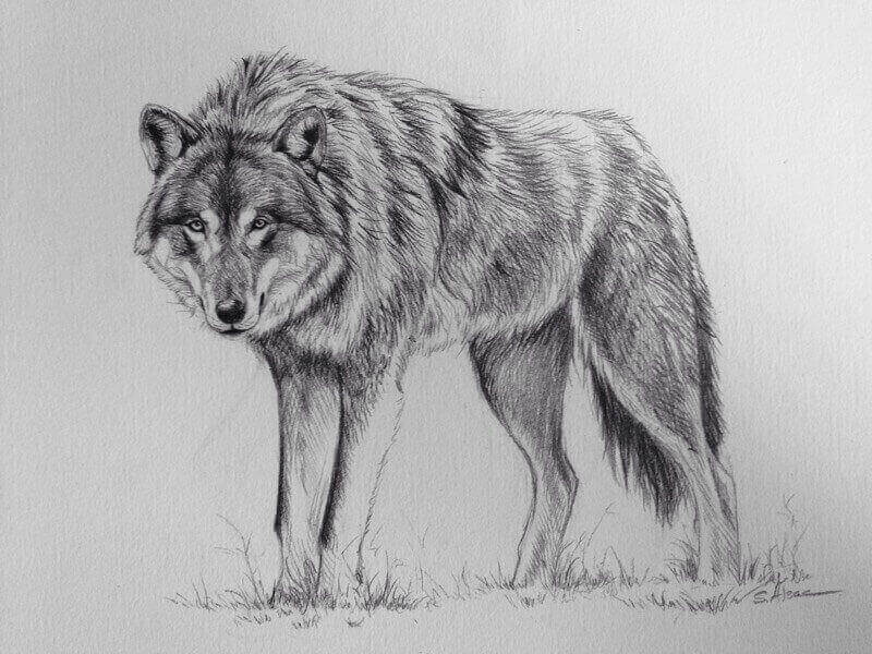 wolf-drawing.jpg