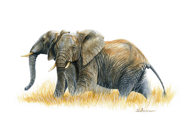 peinture elephants