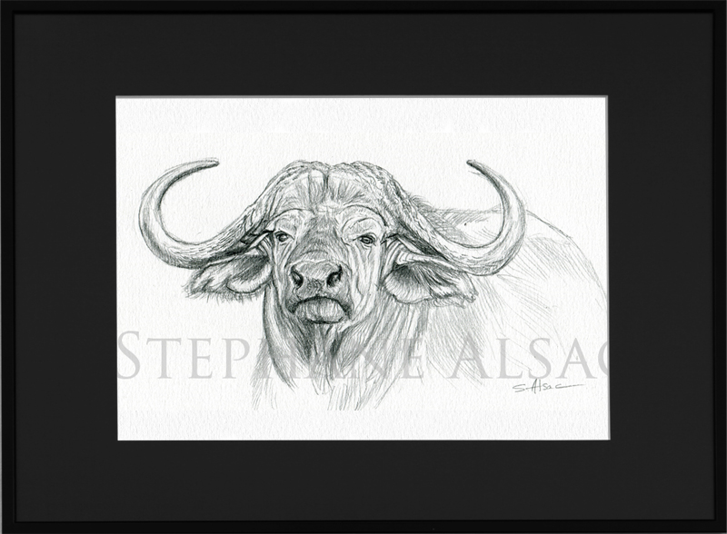 buffalo-sketch-framed