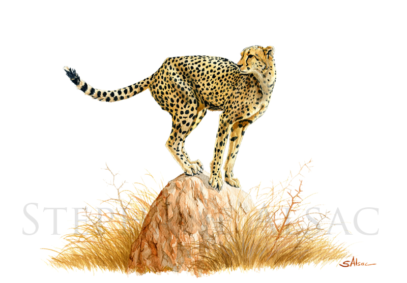 guepard-aquarelle