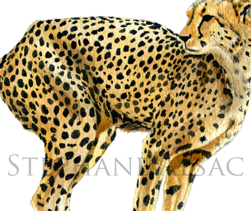 guepard-watercolor-detail