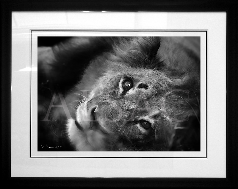 deep-eye–photo-B&W-lion-africa-wildlife