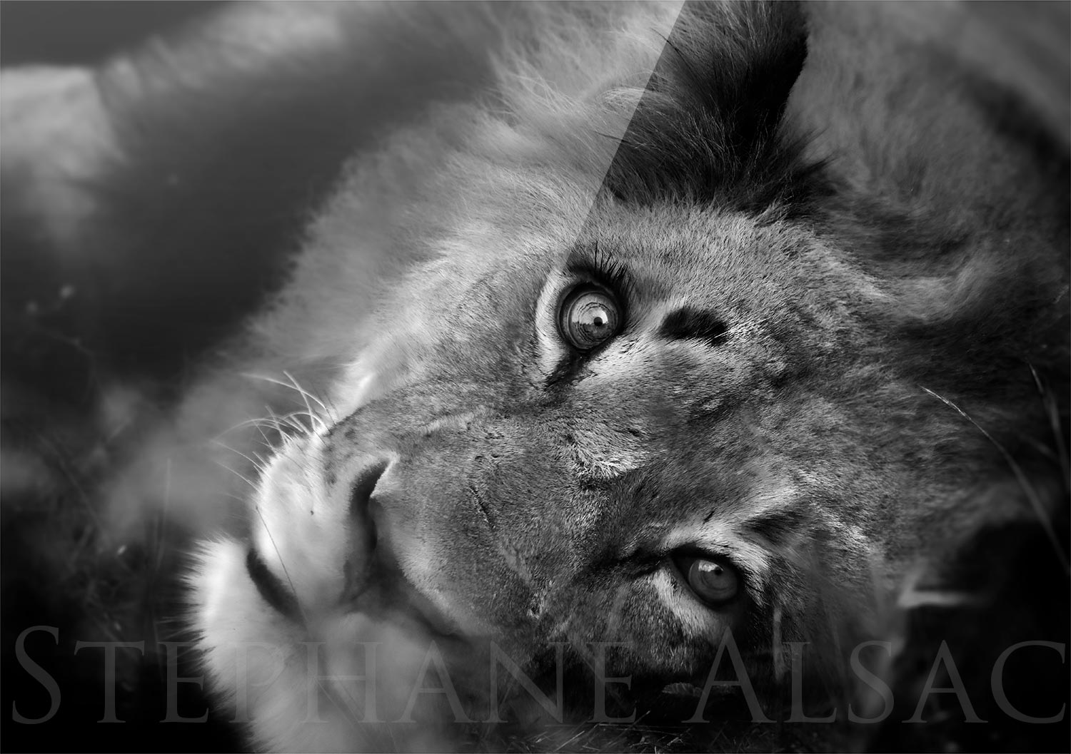 deep-eye-photo-noir-blanc-plexi-print-lion-lionceau