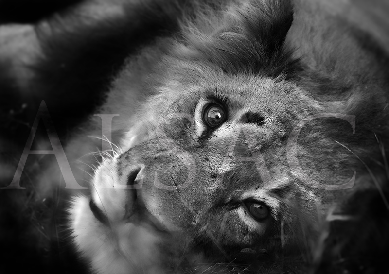 deep-eye-photo-noire-et-blanc-lion-afrique