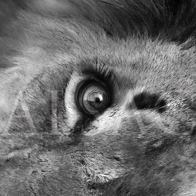 deep-eye-photography-black-&-white-lion