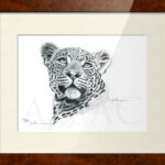 illustration-dessin-portrait-leopard-litho-gravure