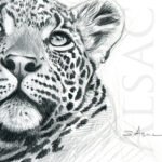 illustration-dessin-tableau-portrait-leopard-panthere
