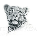 illustration-dessin-tableau-portrait-leopard-panthere-afrique
