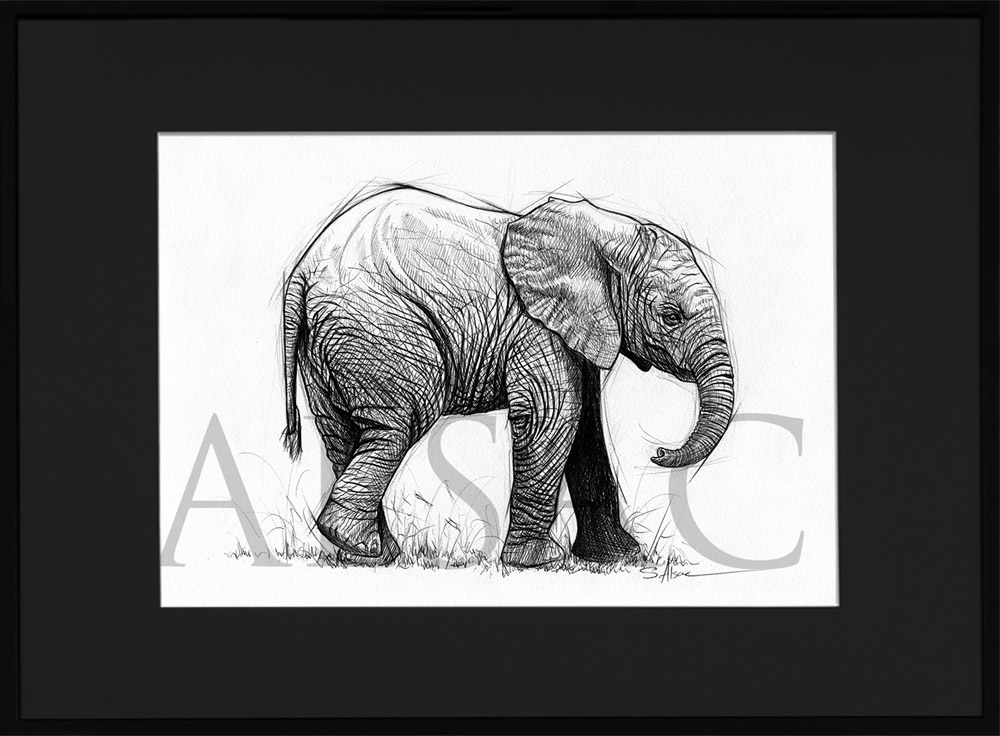 dessin-animaux-afrique-noir-blanc-elephant-tatouage