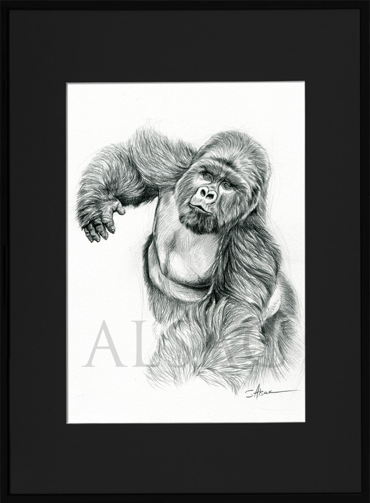 dessin-naturaliste-illustration-gorille