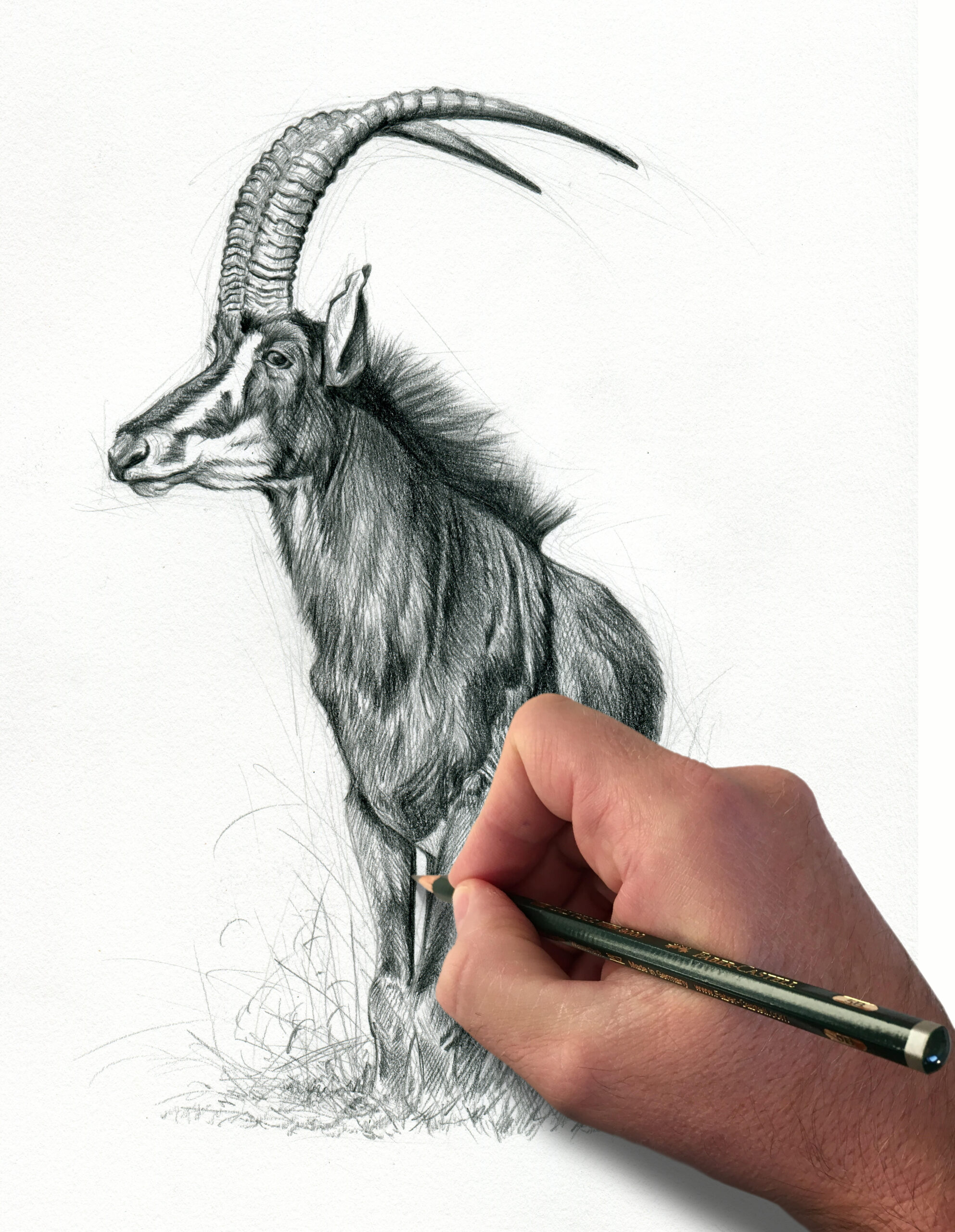 drawing-african-antelope-safari-sketch