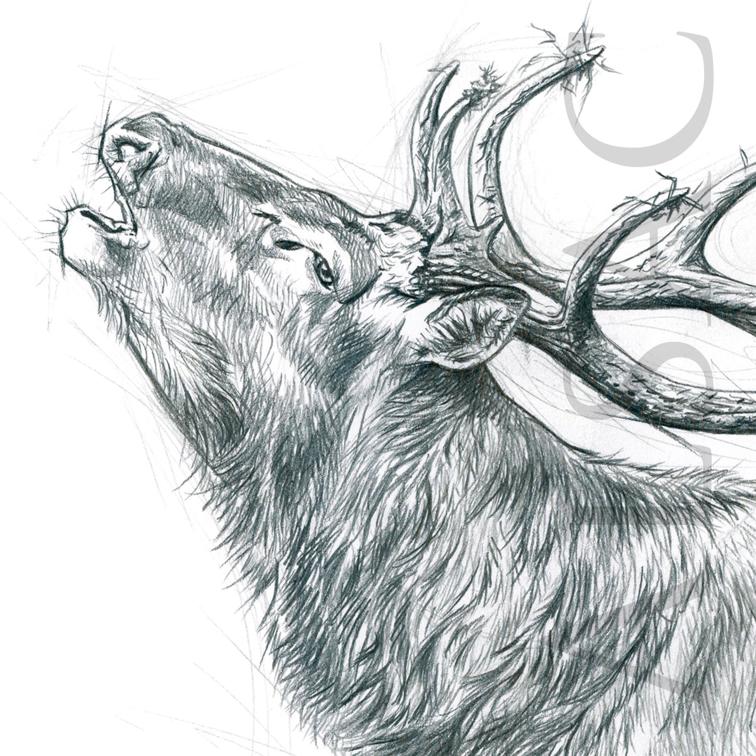 illustration-painting-drawing-rut-red-deer-art-animal
