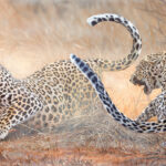 grand-tableau-peinture-combat-leopards-hyper-realiste-alsac