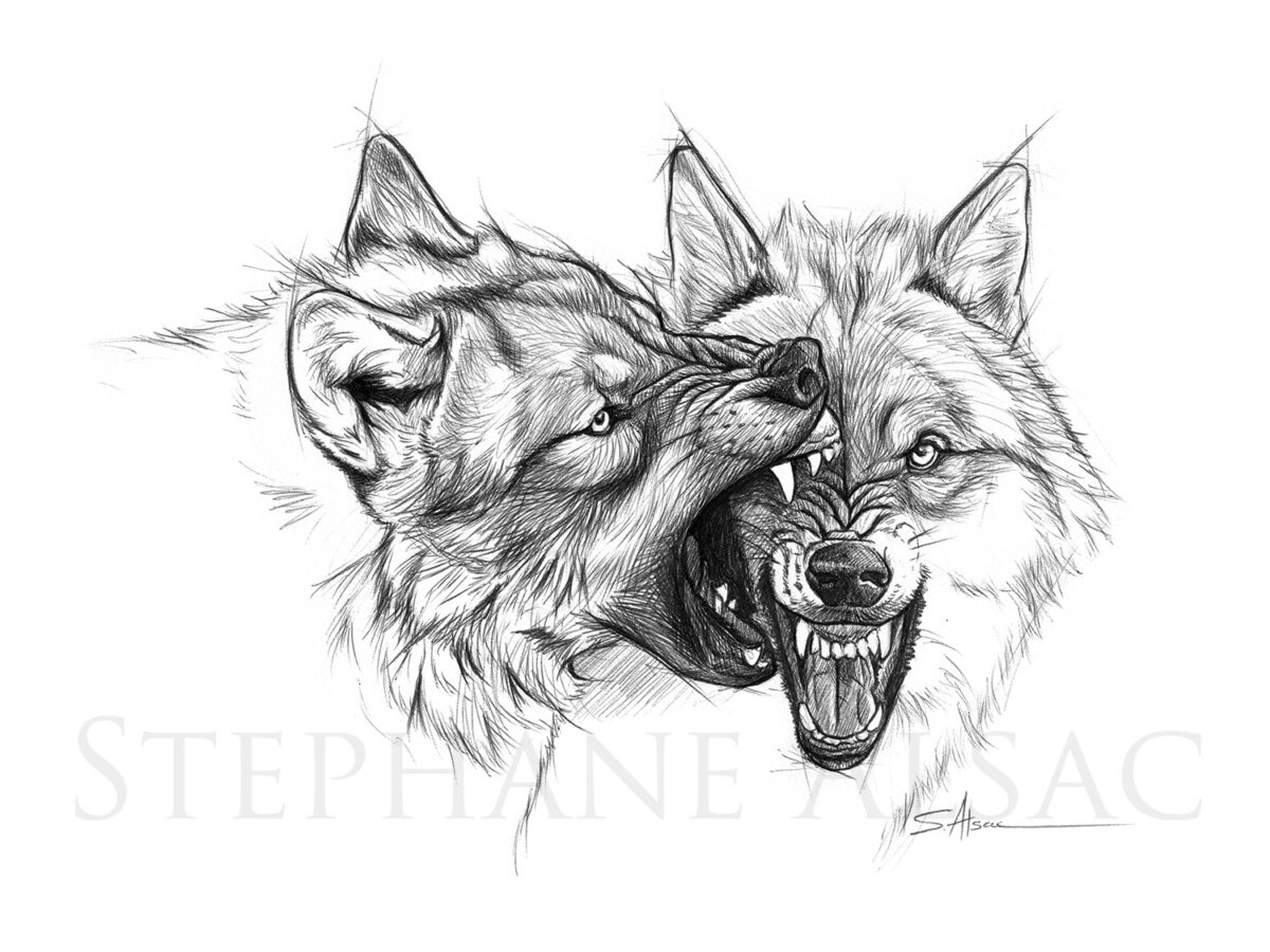 WOLF Wolves pencil drawing Limited Edition Original Artist Signature  Wildlife | eBay