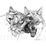 illustration-dessin-tableau-combat-loups-gravure-chasse