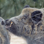 painting-canvas-realistic-hunting-animalss-wildboar