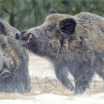 original-oil-painting-wildboars-snow-stephan-alsac-wildlife-art-hunt