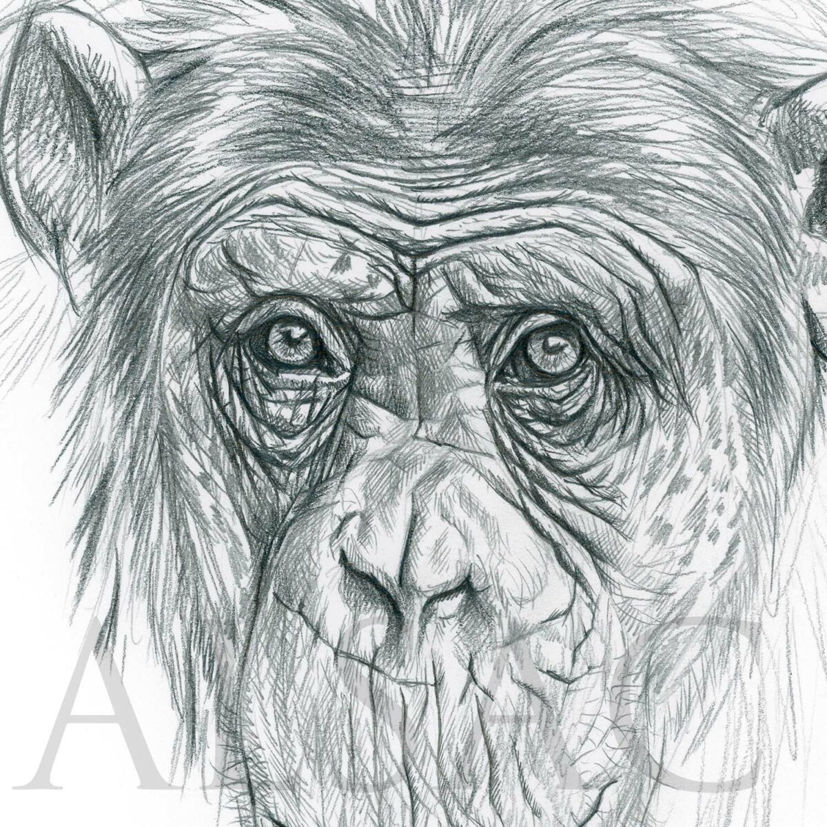 Chimpanzee Study 