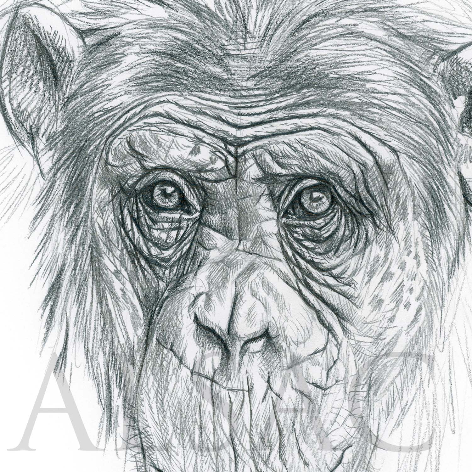 illustration-croquis-singe-chimpanze-artiste-animalier