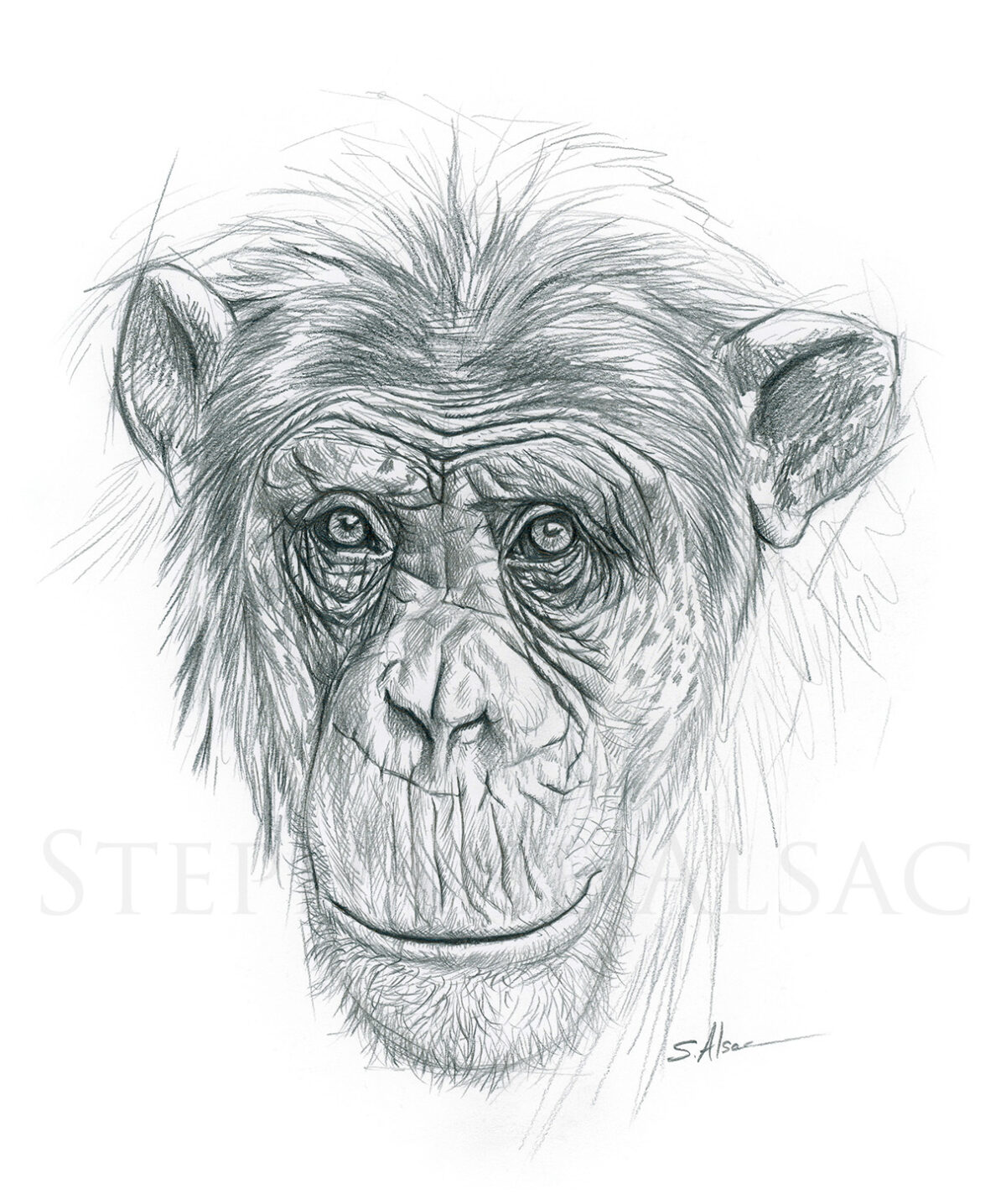 Etude de Chimpanzé - Portrait -dessin à la mine de plomb par Stéphane Alsac