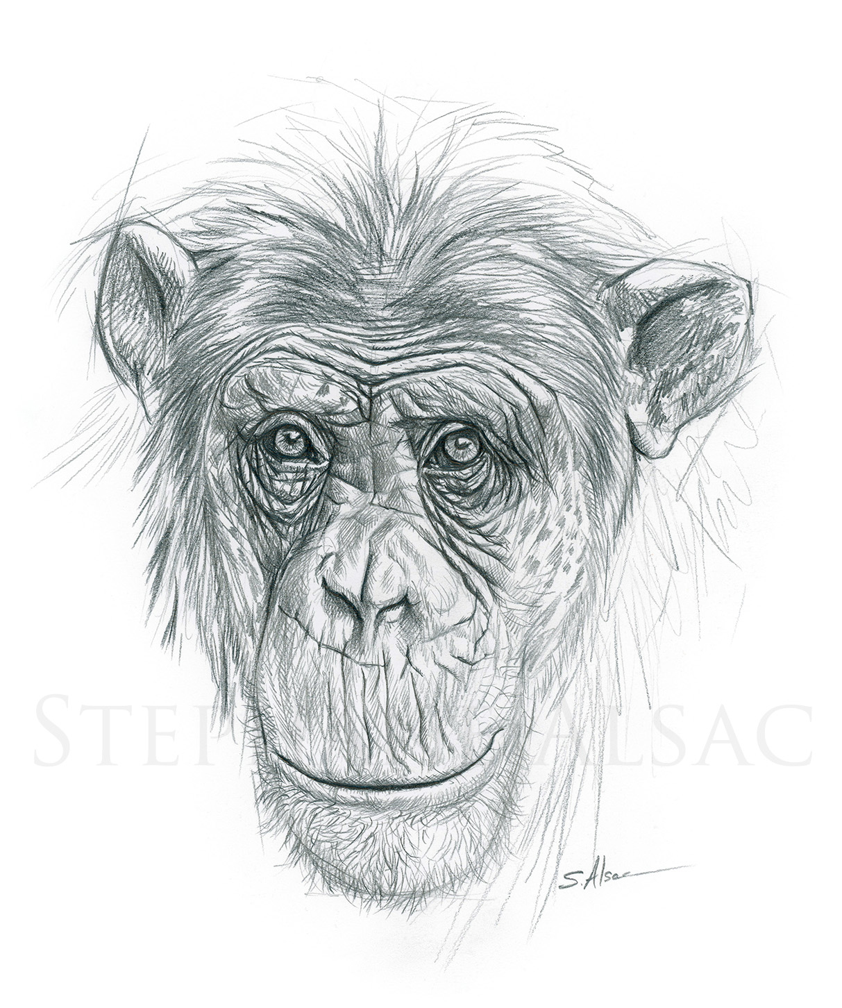 illustration-dessin-chimpanze-primate-singe