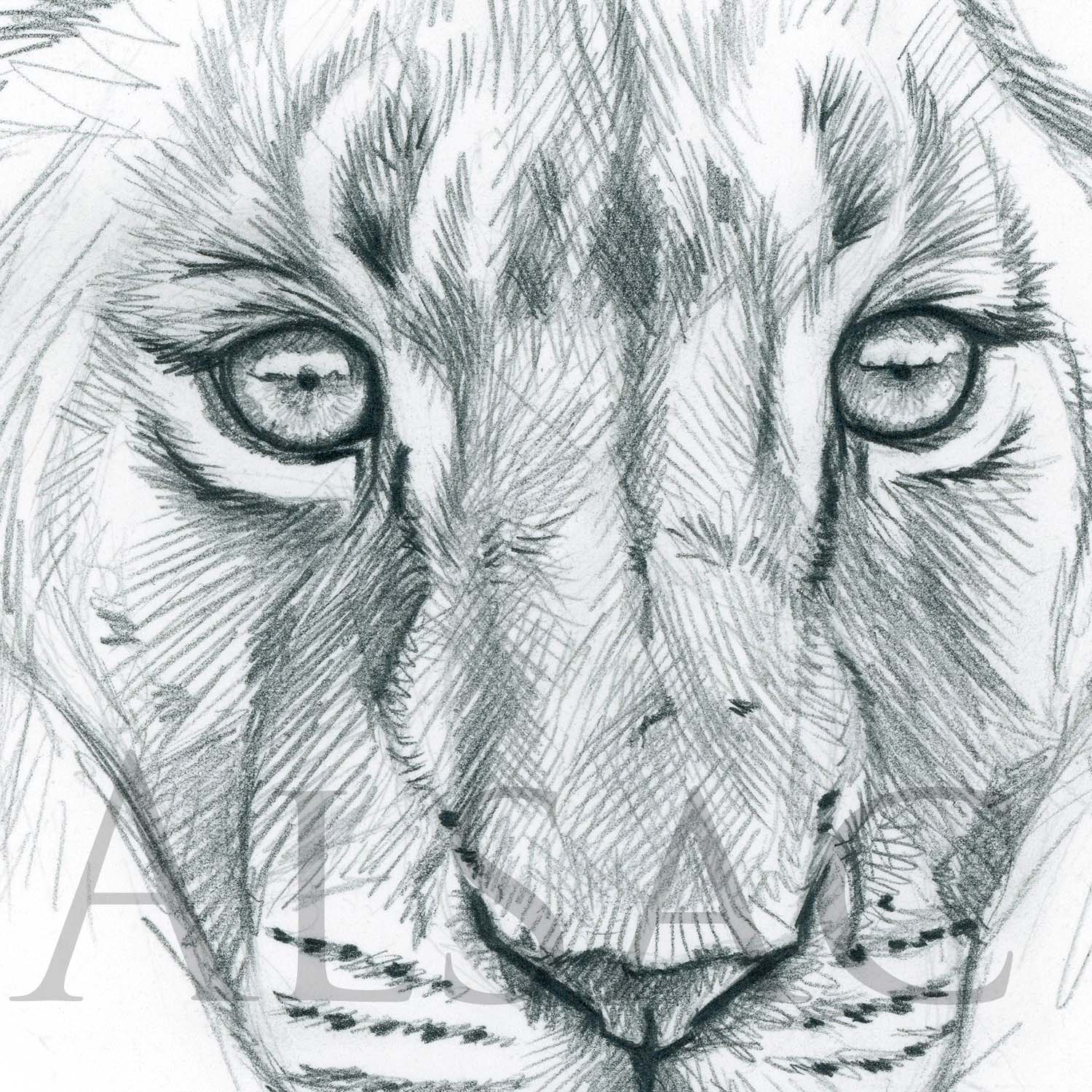illustration-dessin-lion-portrait-crayon-artiste