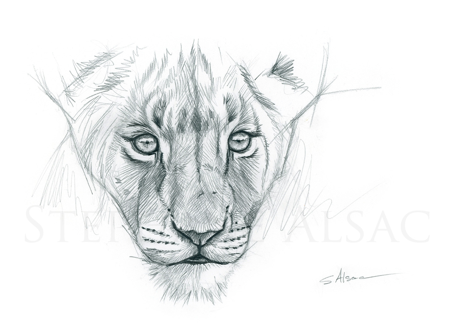 illustration-drawing-sketch-lion-cub
