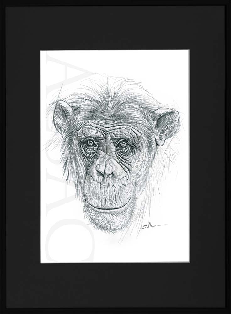 chimpanzee-portrait-ape-illustration-realistic-artist