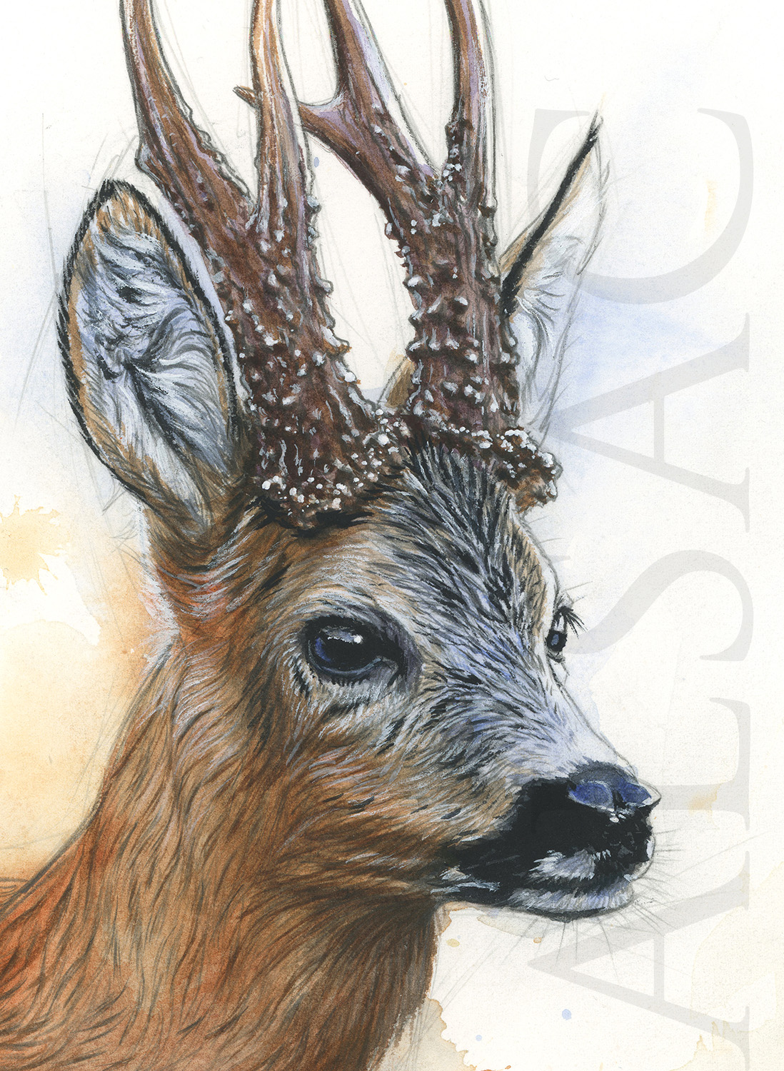 painting-roe-buck-trohy-gift-hunting-watercolor