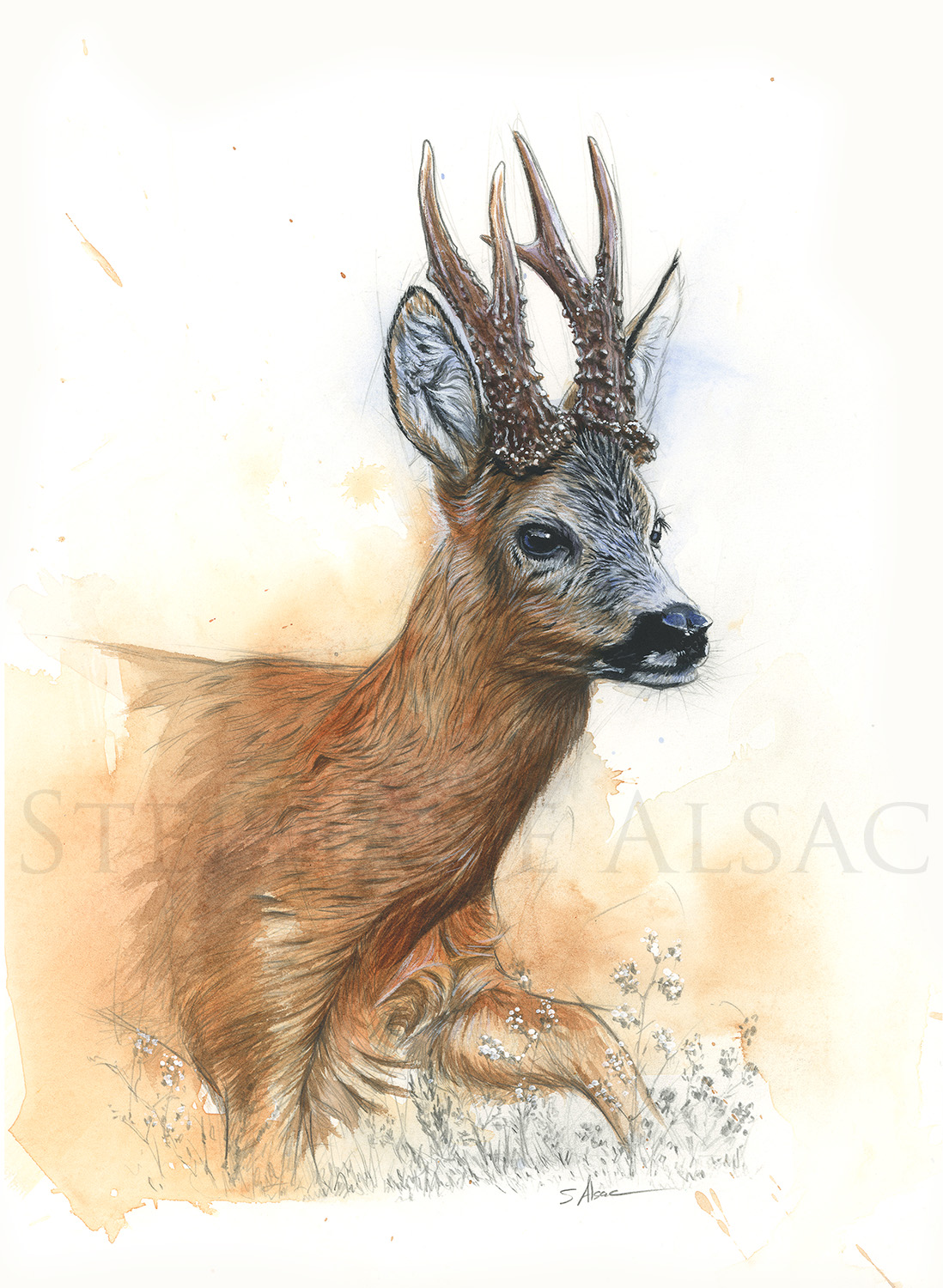 painting-watercolor-illustration-roe-buck-trophy-wildlife-artist