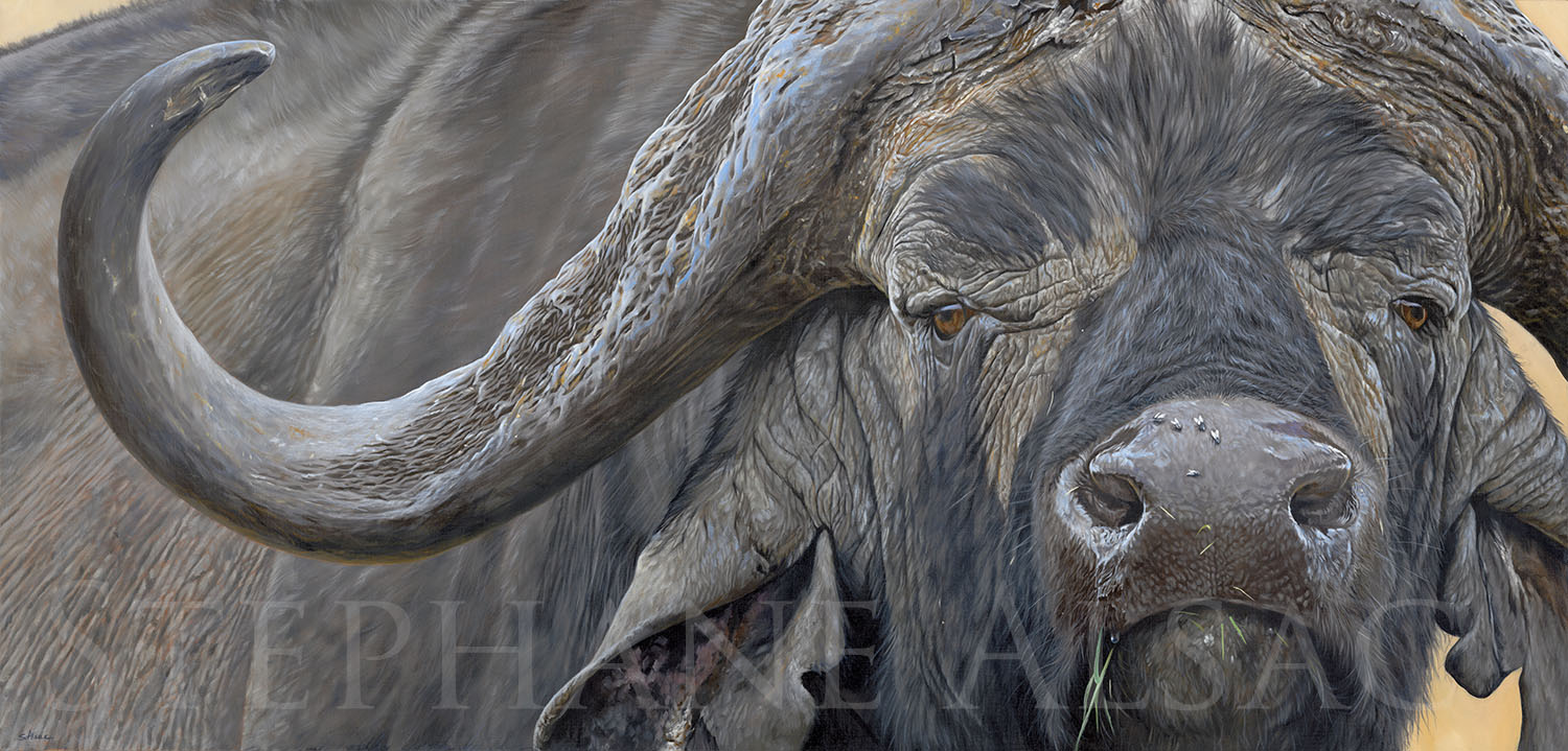 Great-painting-african-buffalo-daggaboy-stephan-alsac-wildlife-painting