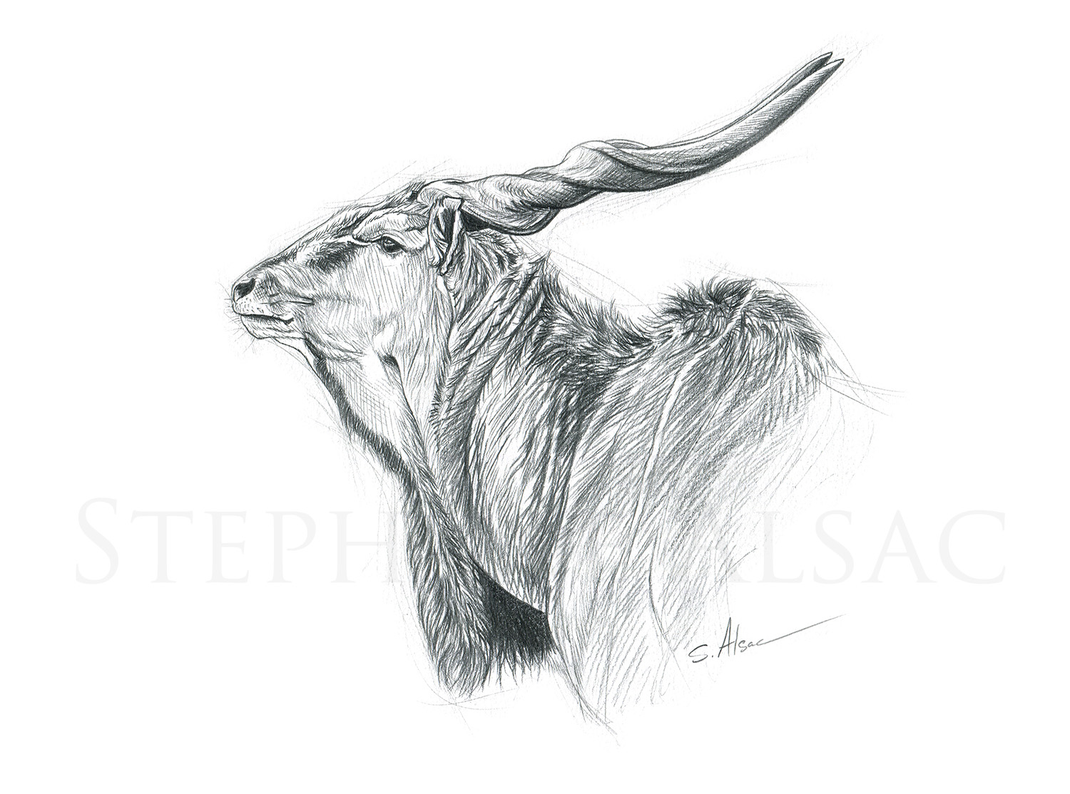 dessin-croquis-eland-derby-antilope-afrique