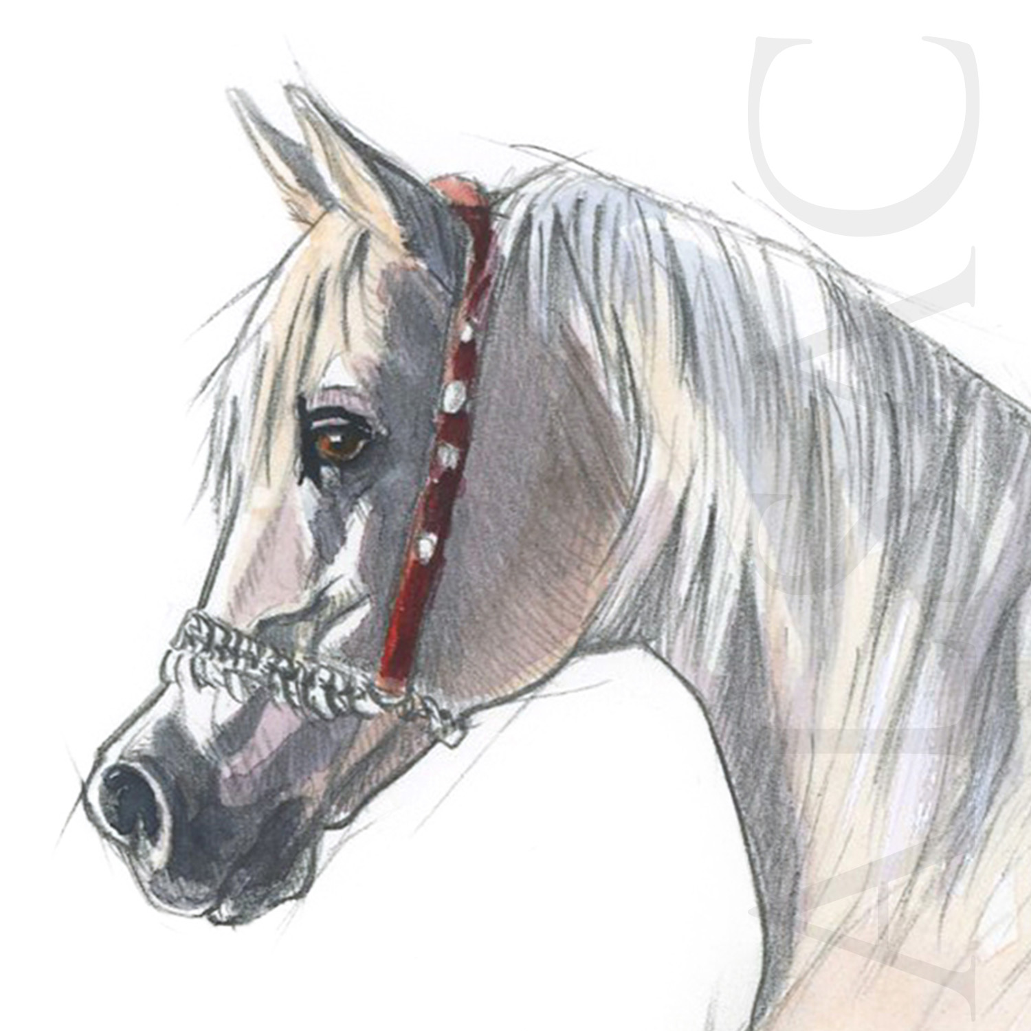 dessin-croquis-illustration-cheval-arabe-qatar