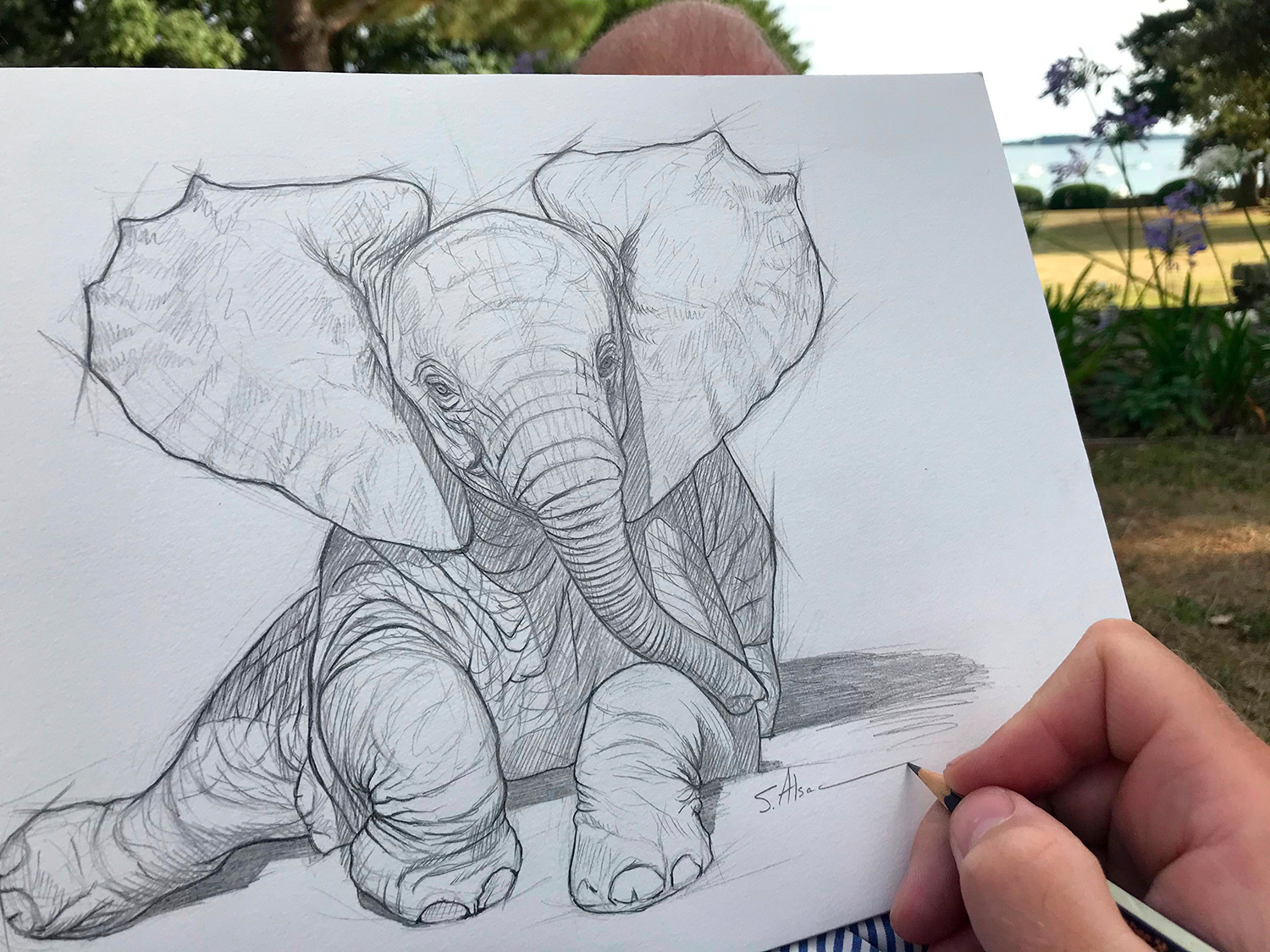 illustration-dessin-artiste-animaux-elephant-alsac
