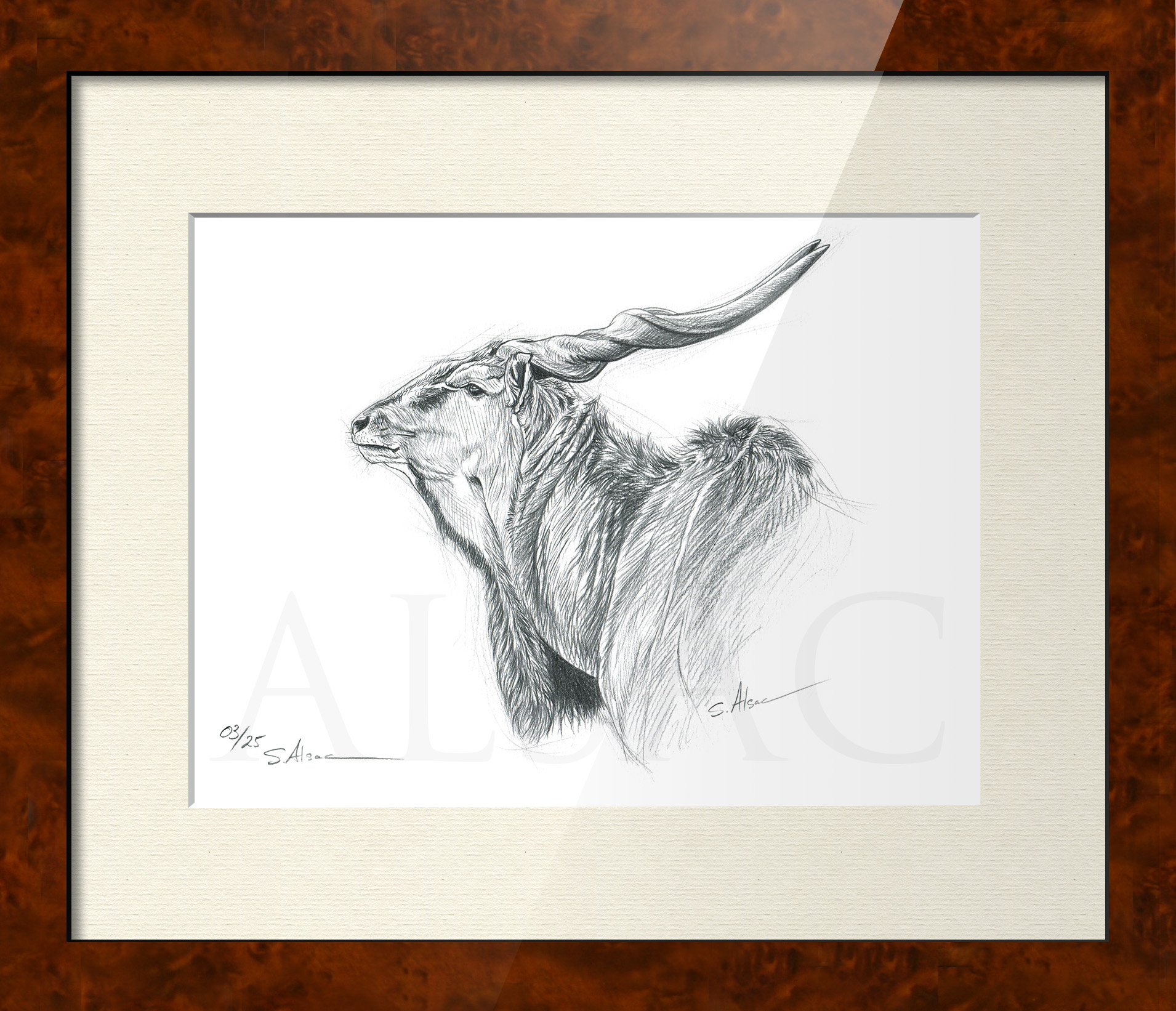 illustration-dessin-eland-derby-litho-gravure