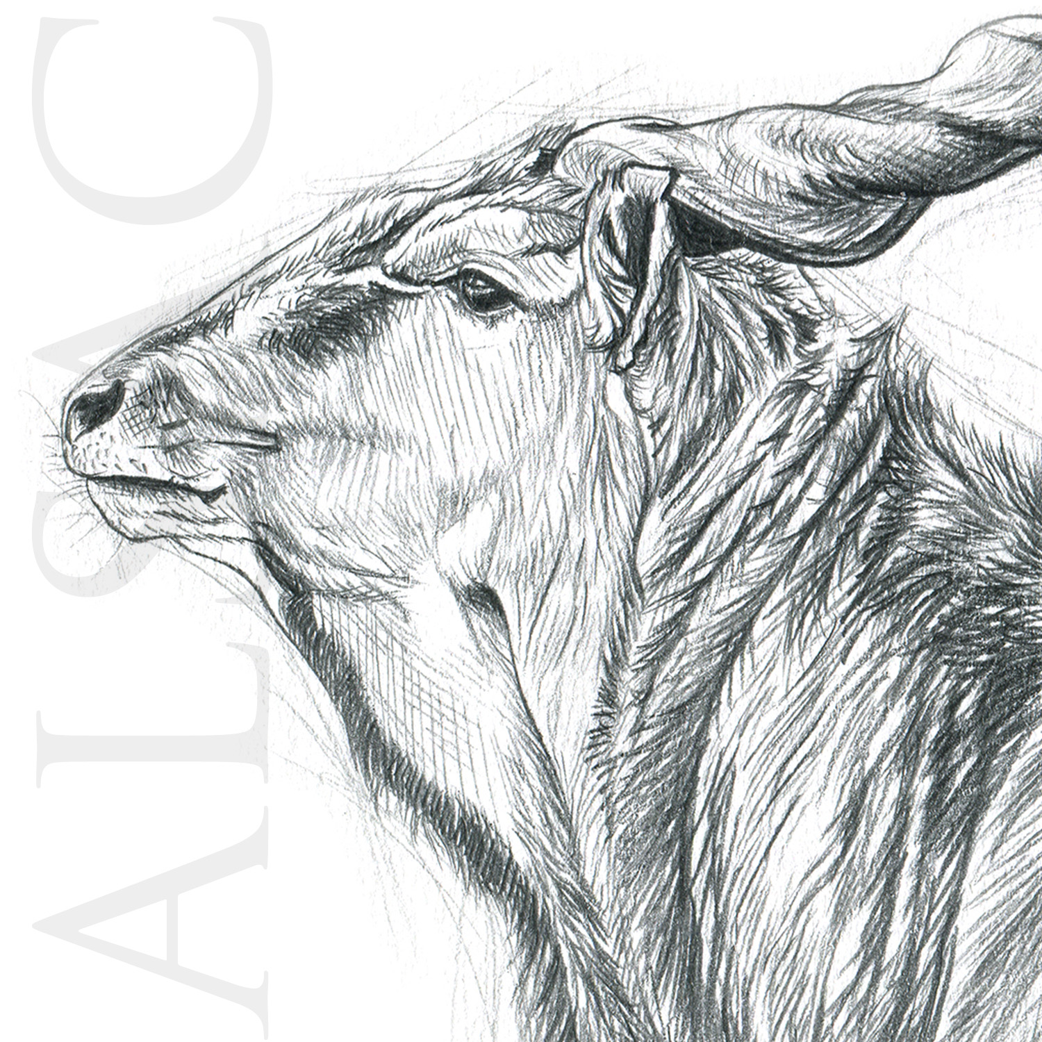 illustration-dessin-eland-derby-safari