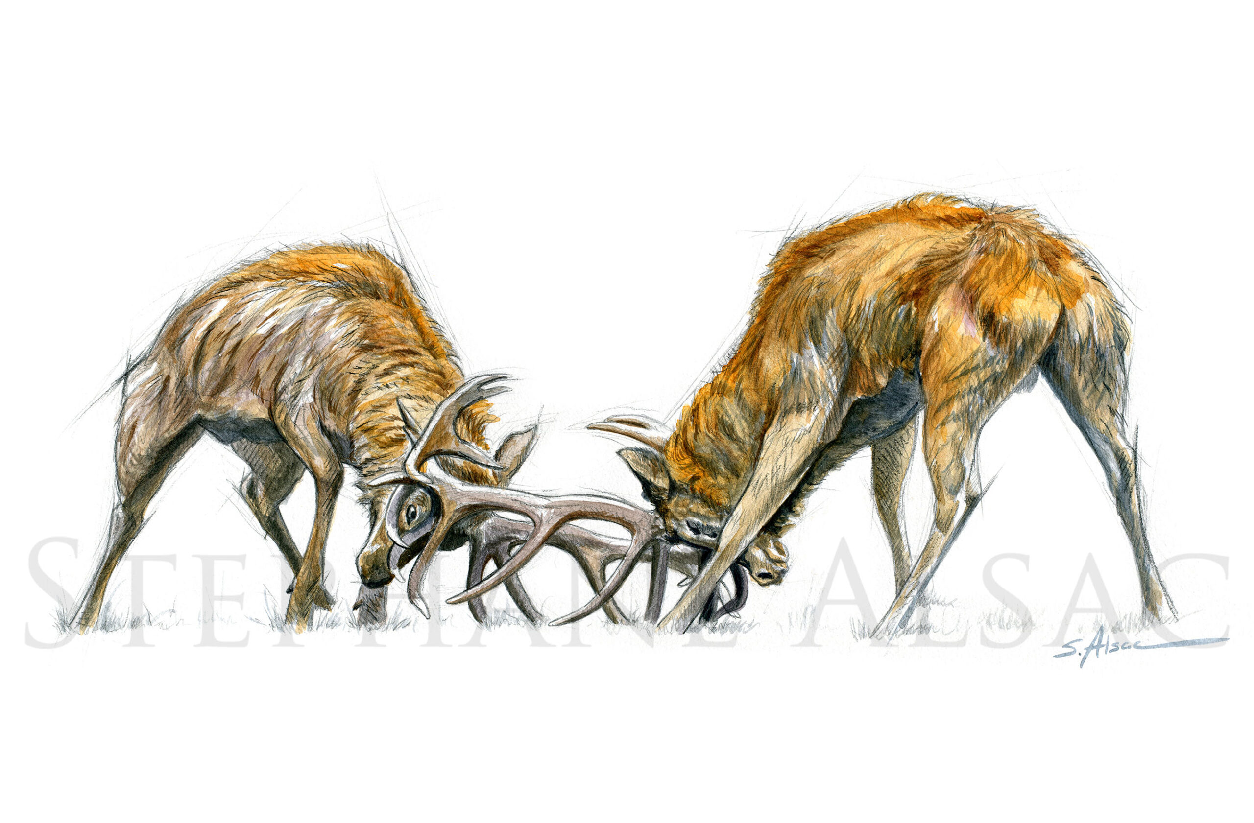 illustration-tableau-dessin-combat-cerfs-aquarelle-art-animalier