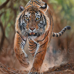Peinture hyperréaliste d'un tigre du Bengale marchant de face dans la jungle, regard doré intense, par Stéphane Alsac – tableau Cœur de Chêne