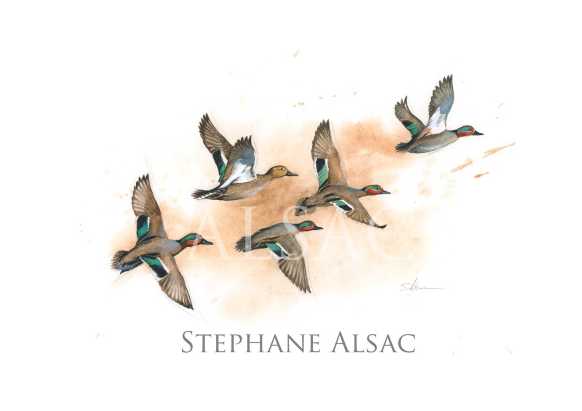 migration-sarcelles-canard-gibier-dessin-aquarelle