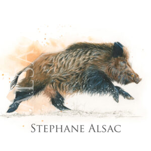 "Sanglier à la course"