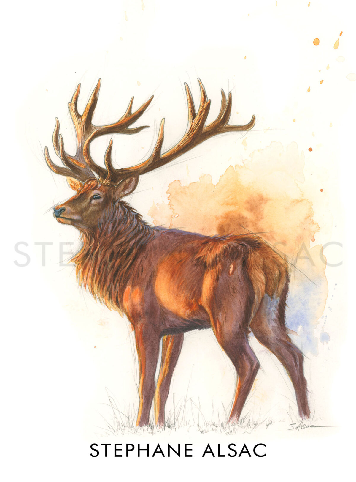 illustration-dessin-cerf-gravure-chasse