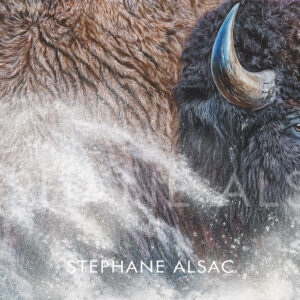 Peinture hyperréaliste d'un bison américain de face dans une tempête de neige, pelage givré et corne recourbée, par Stéphane Alsac