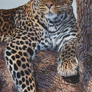 Motswiri, peinture hyperréaliste d'un léopard dans un arbre par Stéphane Alsac