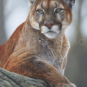 L'Esprit des Rocheuses, tableau de puma par Stéphane Alsac