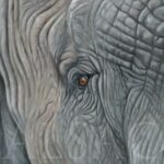 Elephant-eye-detail-painting-oeil-peinture