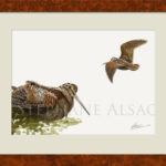 woodcock-study-painting-framed