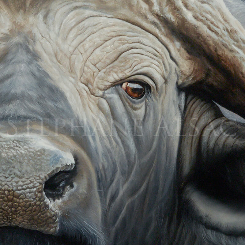 cape-buffalo-portrait-oil-painting-eye