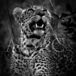 Mawa-leopard-photo-Black-White